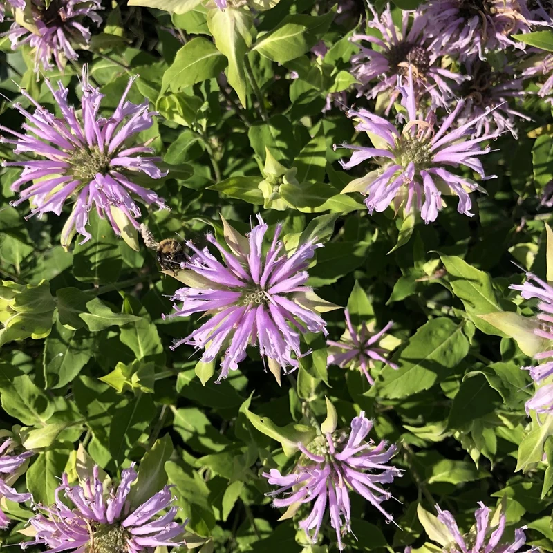 Monarde Fistuleuse - Bio