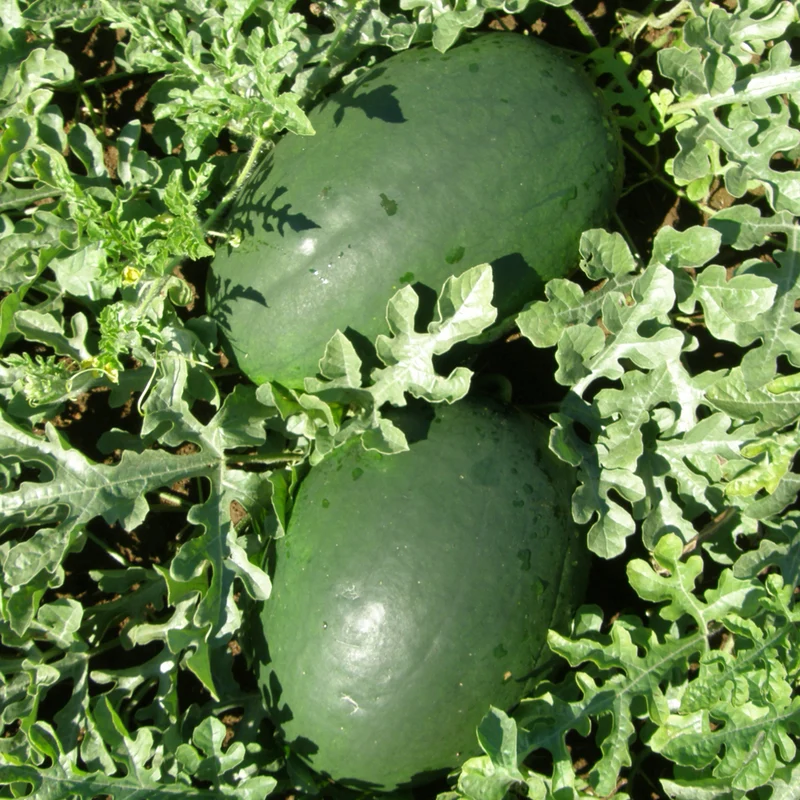 Melon d'eau Sweet Siberian - Bio