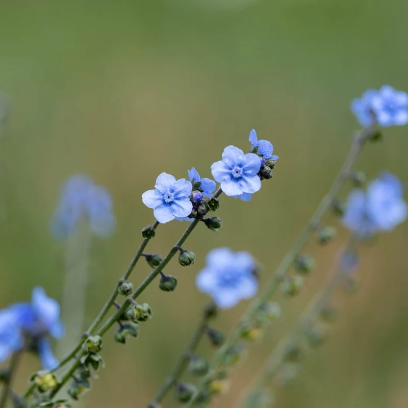 Myosotis chinois - Bio