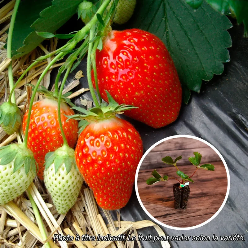 FRAISIER SENGA® 'Sengana' AB - MOTTE