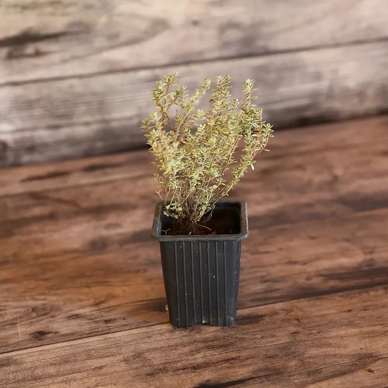 THYM CITRON SILVER QUEEN AB - PLANT