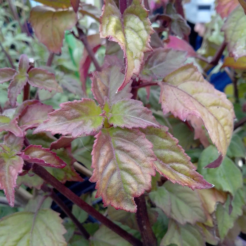PATCHOULI - PLANT
