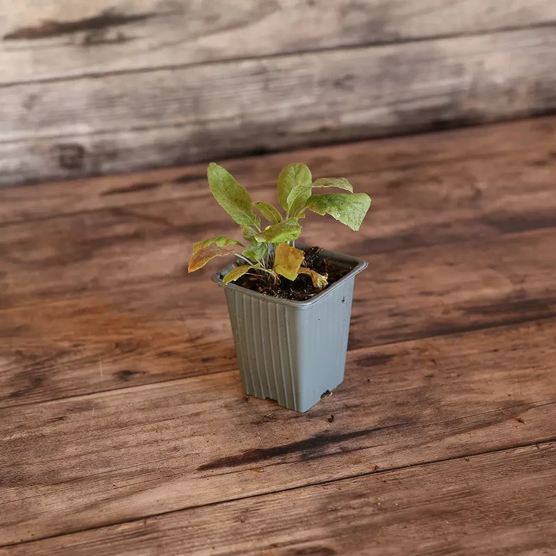 GRANDE PASSERAGE PLANTE MOUTARDE AB - PLANT