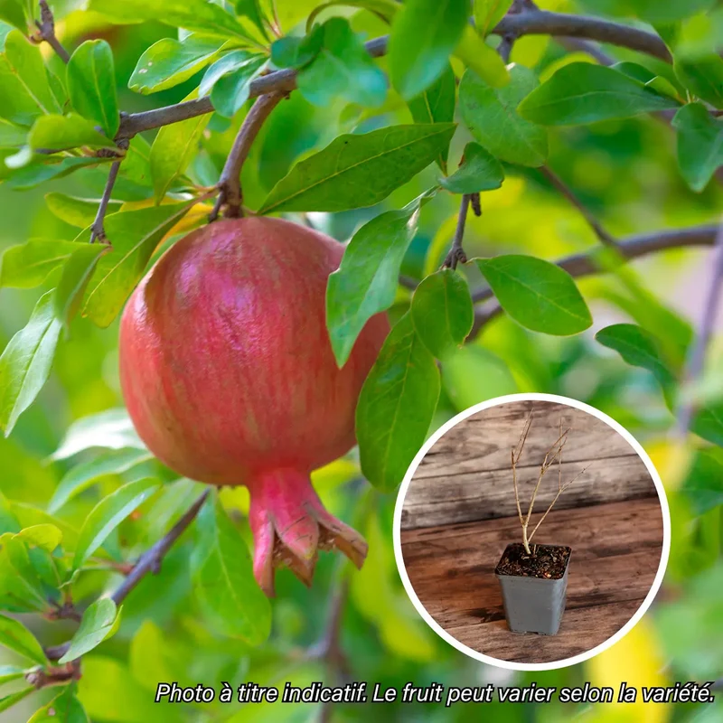 GRENADIER FAVORITE AB - PLANT
