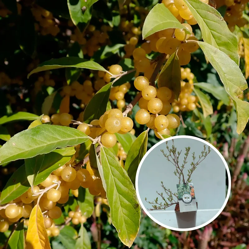 GOUMI FORTUNELLA AB - PLANT