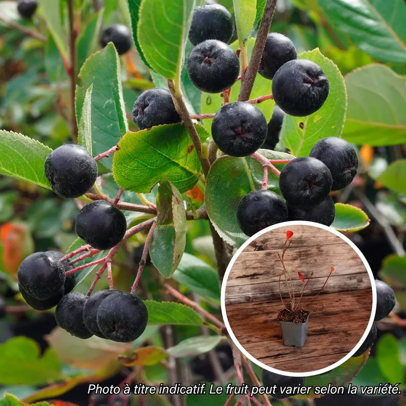 ARONIA VICKING AB - PLANT