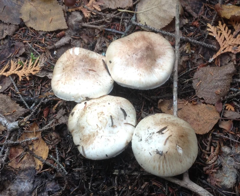 Matsutake