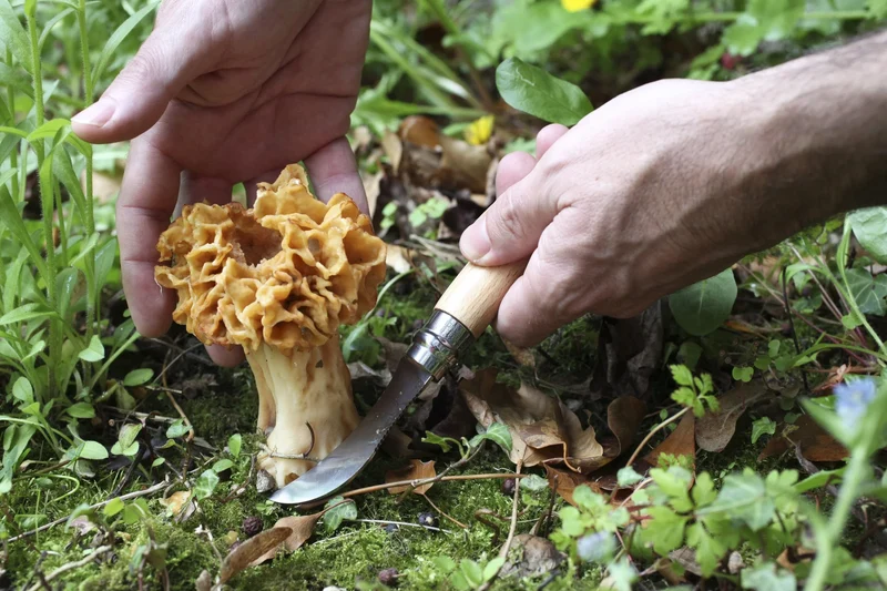 Plumier avec couteau à champignons #08 d’Opinel