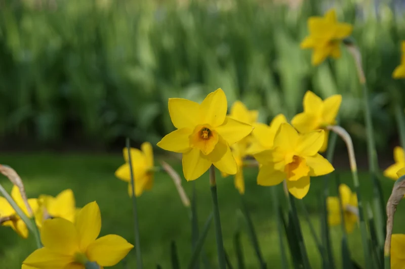 Bulbes de fleurs Non-Traité Narcissus Sweetness calibre z12/14 (2020010) pour particuliers