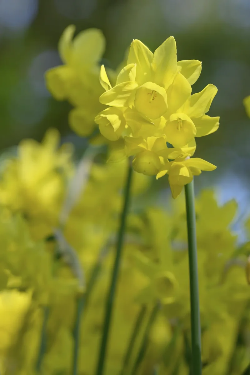 Bulbes de fleurs Non-Traité Narcissus Sunlight Sensation® calibre z12/14 (2034500) pour particuliers