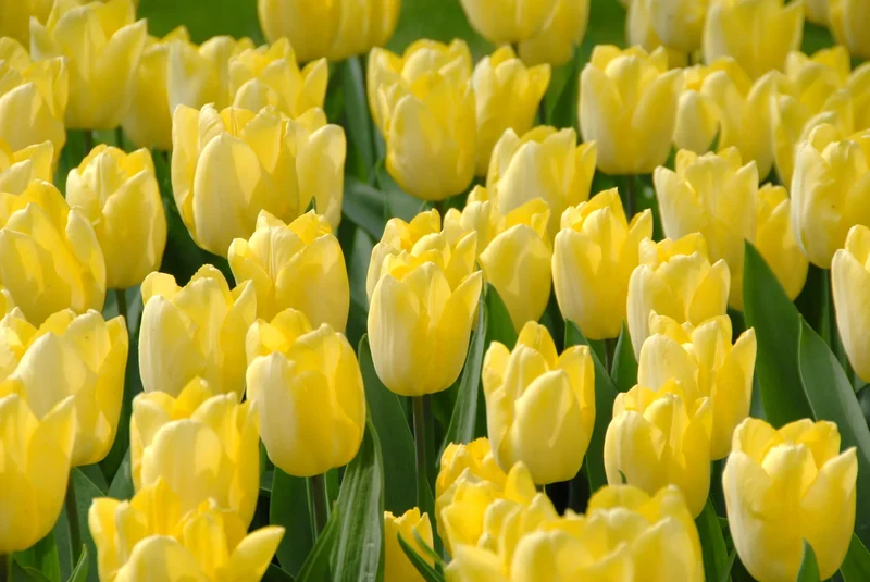 Bulbes de fleurs Non-Traité Tulipe Sunny Prince® calibre 12/+ (1015500) pour particuliers