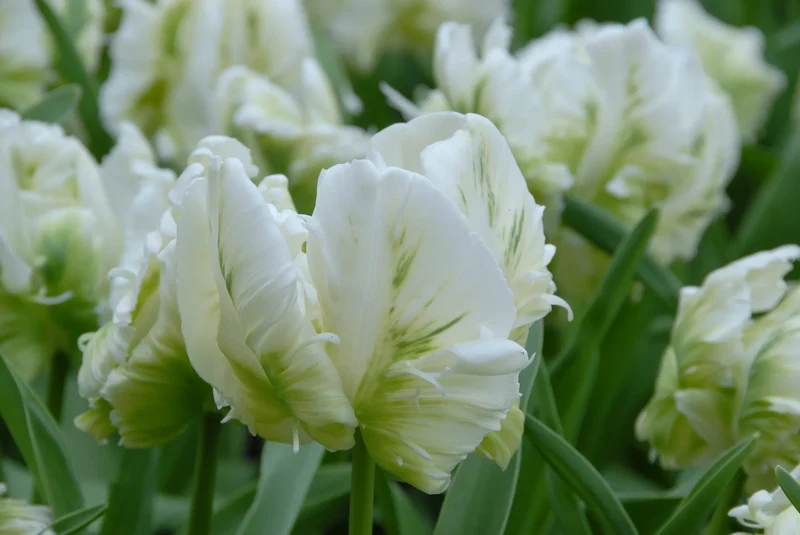 Bulbes de fleurs Non-Traité Tulipe Super Parrot® calibre 12/+ (1016000) pour particuliers