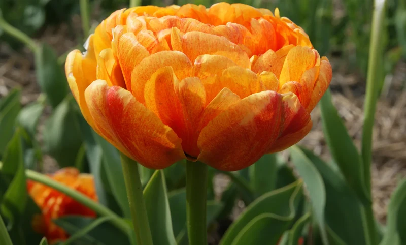 Bulbes de fleurs Non-Traité Tulipe Sun Lover® calibre 12/+ (1015400) pour particuliers