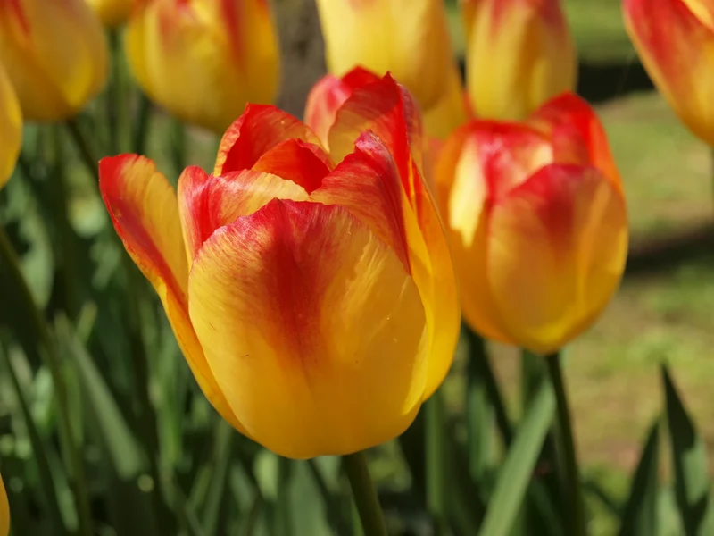 Bulbes de fleurs Non-Traité Tulipe Suncatcher® calibre 12/+ (1037400) pour particuliers