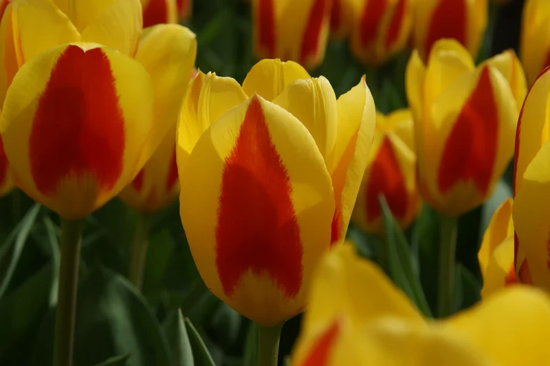 Bulbes de fleurs Non-Traité Tulipe Stresa calibre 12/+ (1015900) pour particuliers
