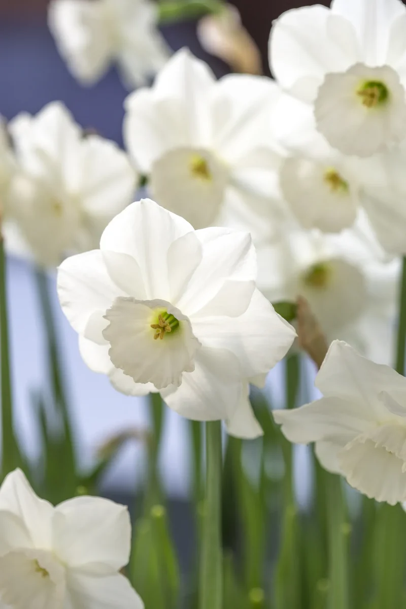 Bulbes de fleurs Non-Traité Narcissus Stainless calibre sp10/12 (2005120) pour particuliers