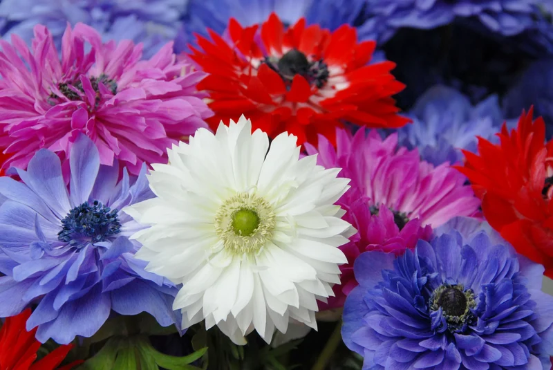 Bulbes de fleurs Non-Traité Anemone St. Brigid calibre 7/8 (5001000) pour particuliers