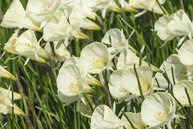 Bulbes de fleurs Non-Traité Narcissus bulbocodium Spoirot calibre z7/+ (2028600) pour particuliers