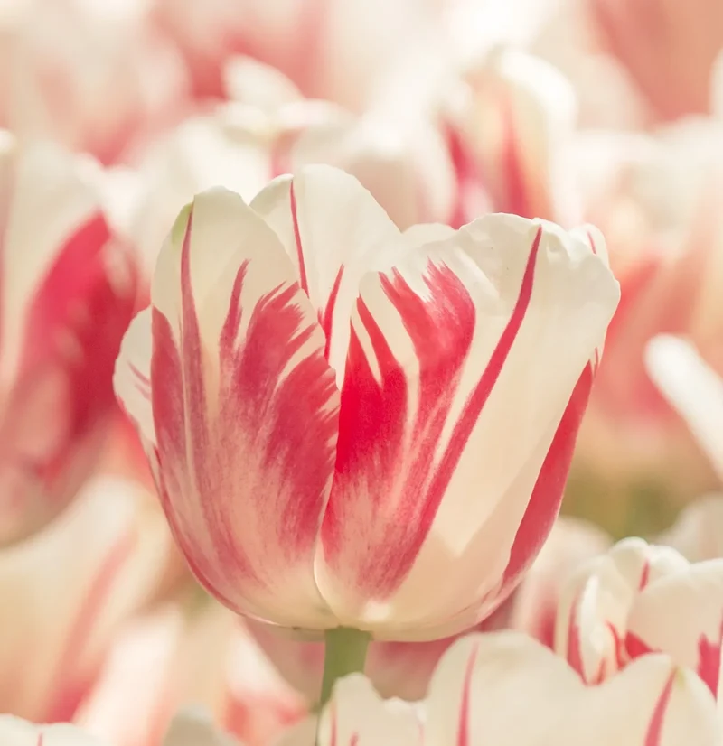 Bulbes de fleurs Non-Traité Tulipe Sorbet calibre 12/+ (1023600) pour particuliers