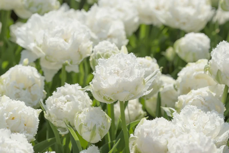 Bulbes de fleurs Non-Traité Tulipe Snow Crystal® calibre 12/+ (1015800) pour particuliers
