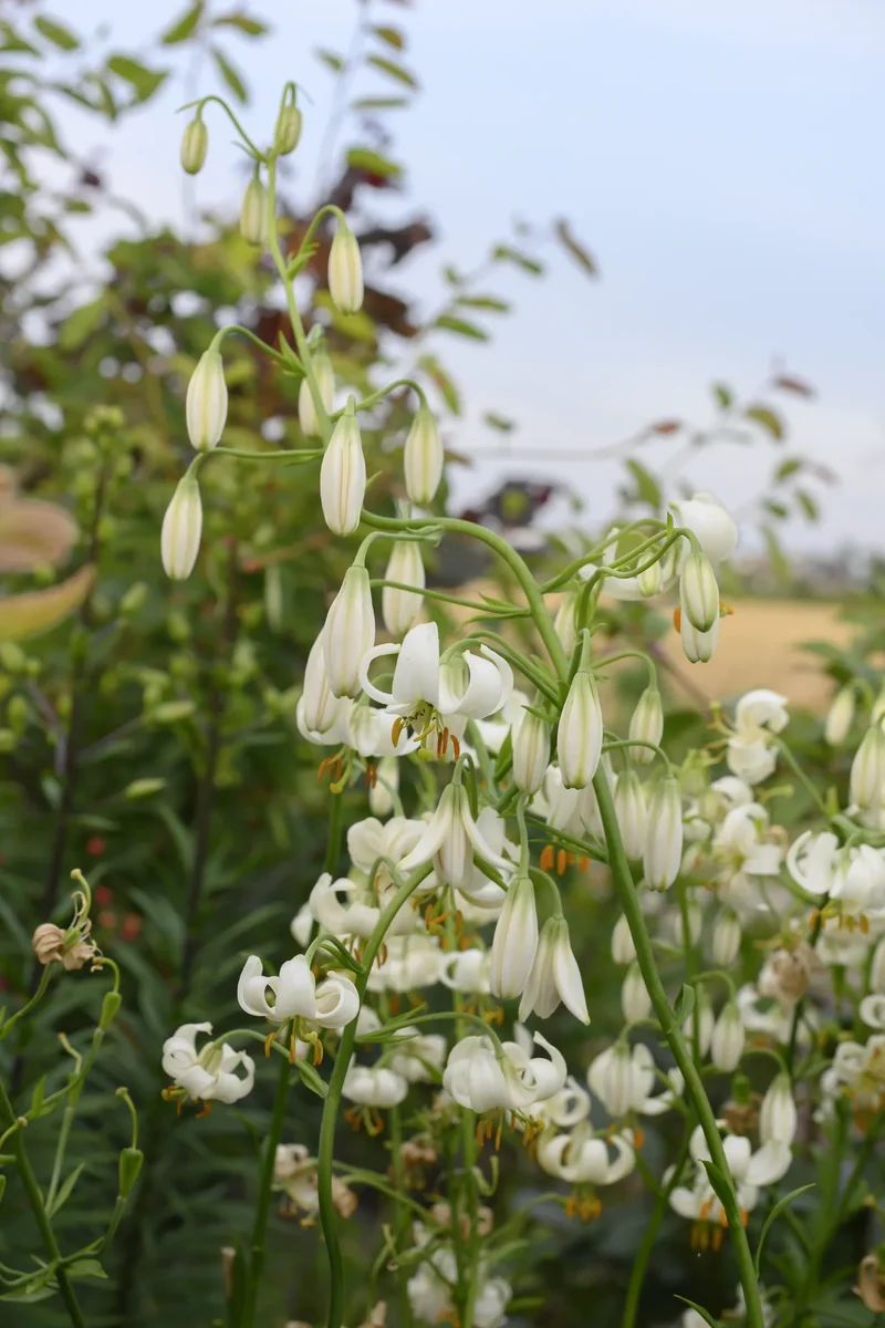 Bulbes de fleurs Non-Traité Lilium martagon Snowy Morning® calibre 12/+ (4005300) pour particuliers