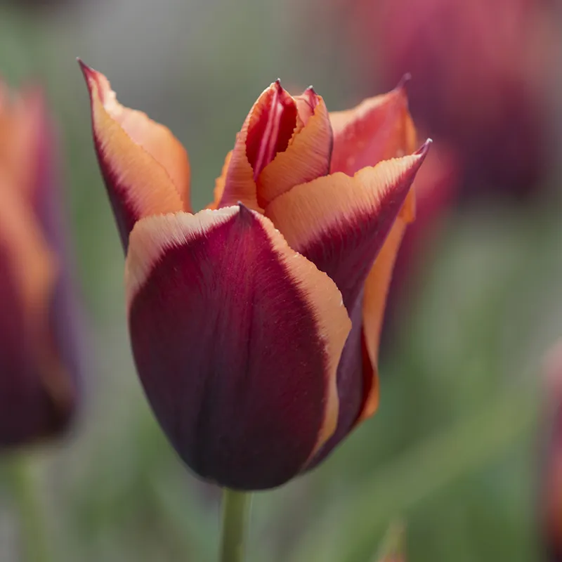 Bulbes de fleurs Non-Traité Tulipe Slawa® calibre 12/+ (1015100) pour particuliers
