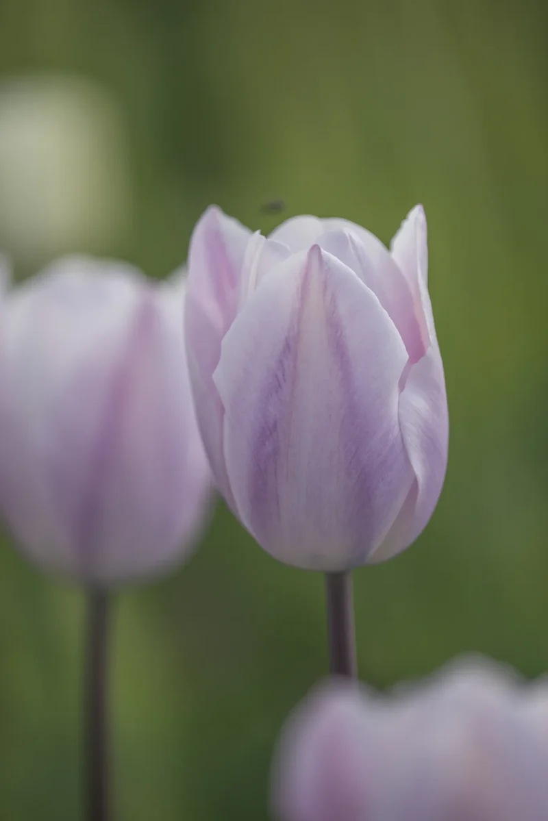 Bulbes de fleurs Non-Traité Tulipe Silver Cloud calibre 12/+ (1014900) pour particuliers