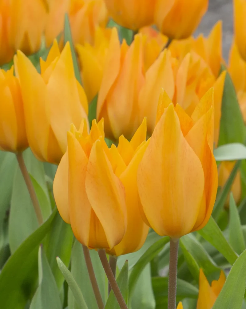 Bulbes de fleurs Non-Traité Tulipe praestans Shogun calibre 9/+ (1012800) pour particuliers
