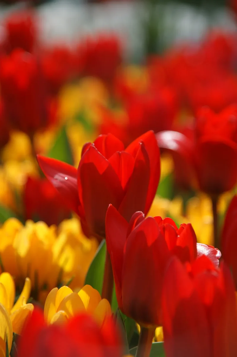 Bulbes de fleurs Non-Traité Tulipe Showwinner calibre 12/+ (1014800) pour particuliers
