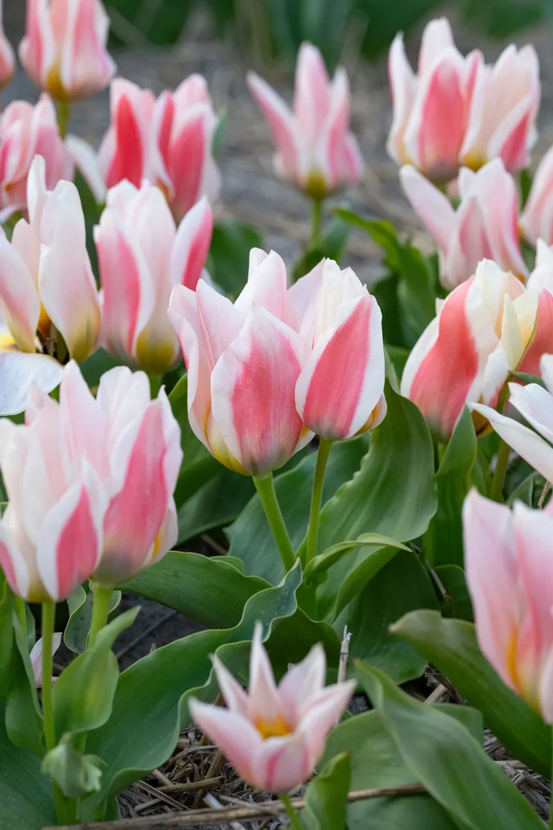 Bulbes de fleurs Non-Traité Tulipe Serano calibre 12/+ (1059100) pour particuliers