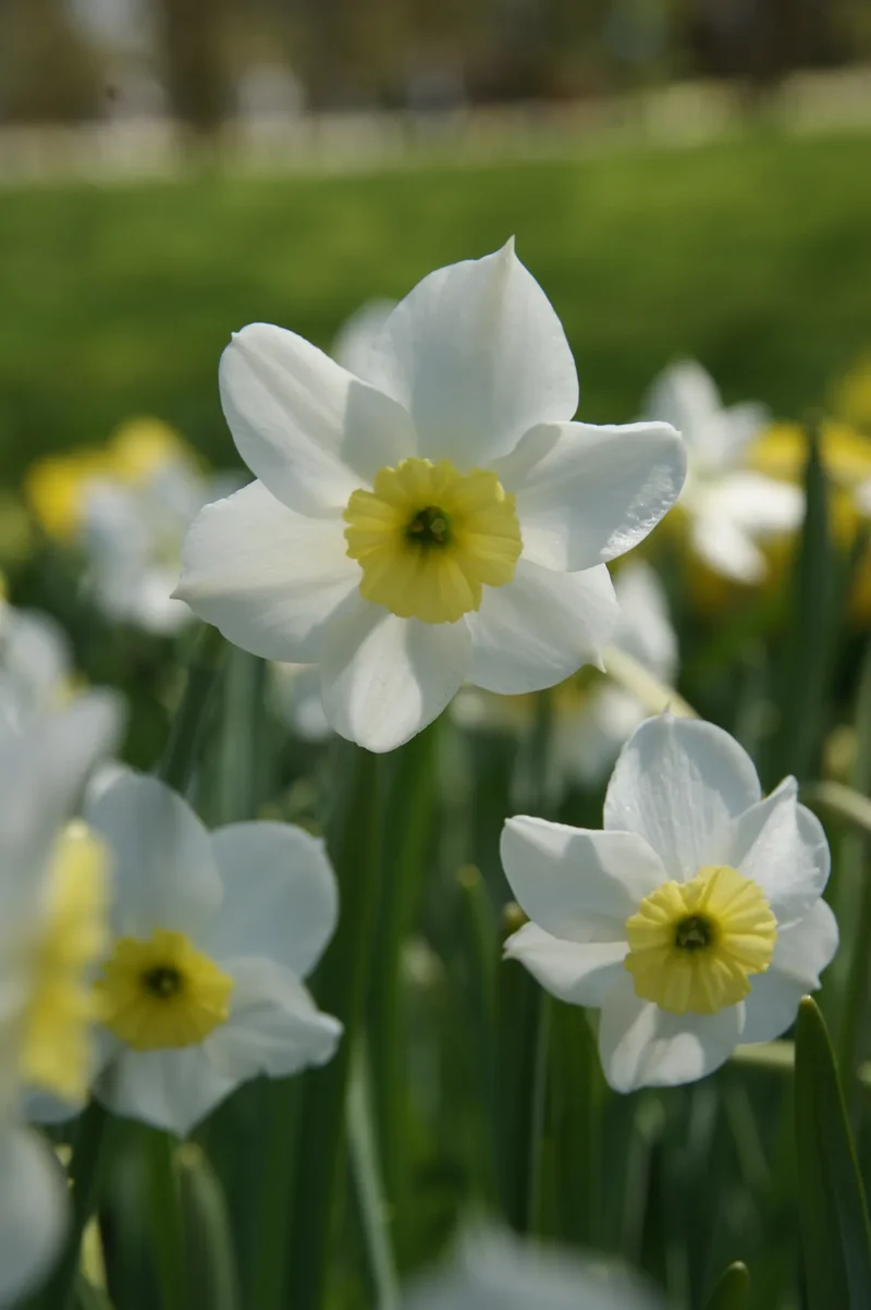 Bulbes de fleurs Non-Traité Narcissus Segovia calibre z10/+ (2029200) pour particuliers