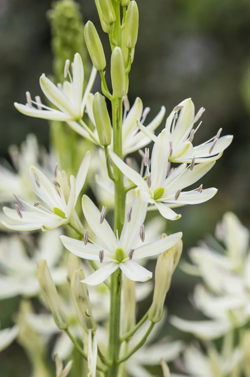 Bulbes de fleurs Non-Traité Camassia leichtlinii Semiplena calibre 14/16 (3302000) pour particuliers