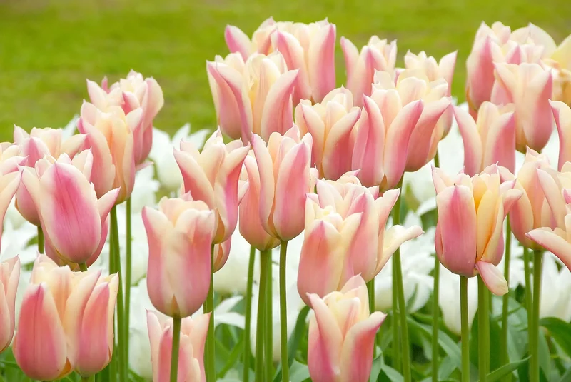 Bulbes de fleurs Non-Traité Tulipe Sanne® calibre 12/+ (1030600) pour particuliers