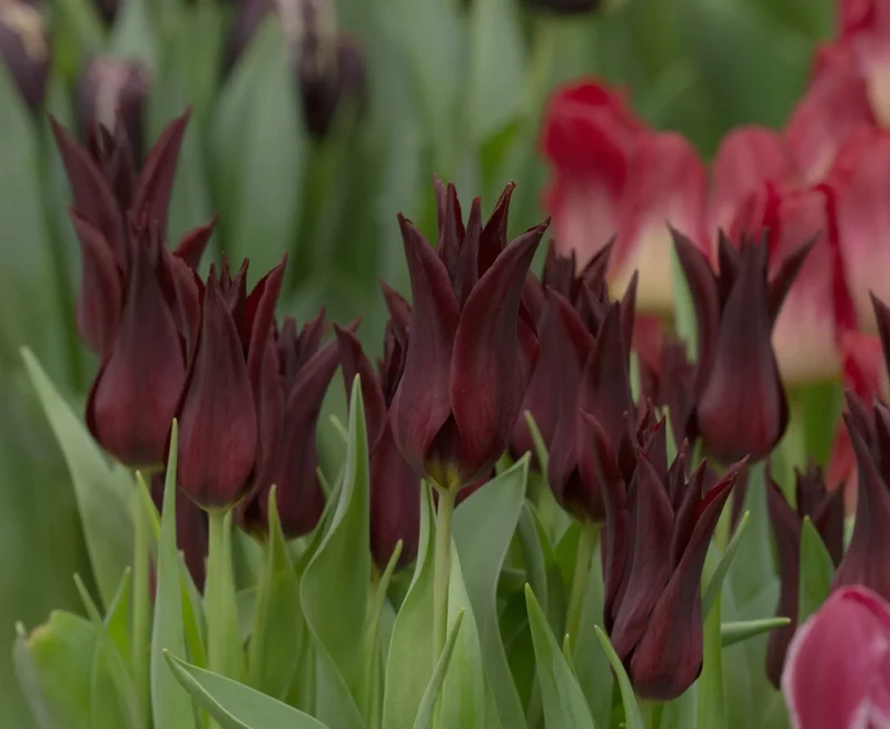 Bulbes de fleurs Non-Traité Tulipe Sarah Raven calibre 12/+ (1045300) pour particuliers
