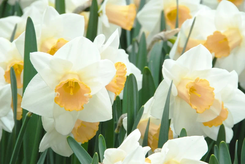 Bulbes de fleurs Non-Traité Narcissus Salome calibre sp14/16 (2004900) pour particuliers