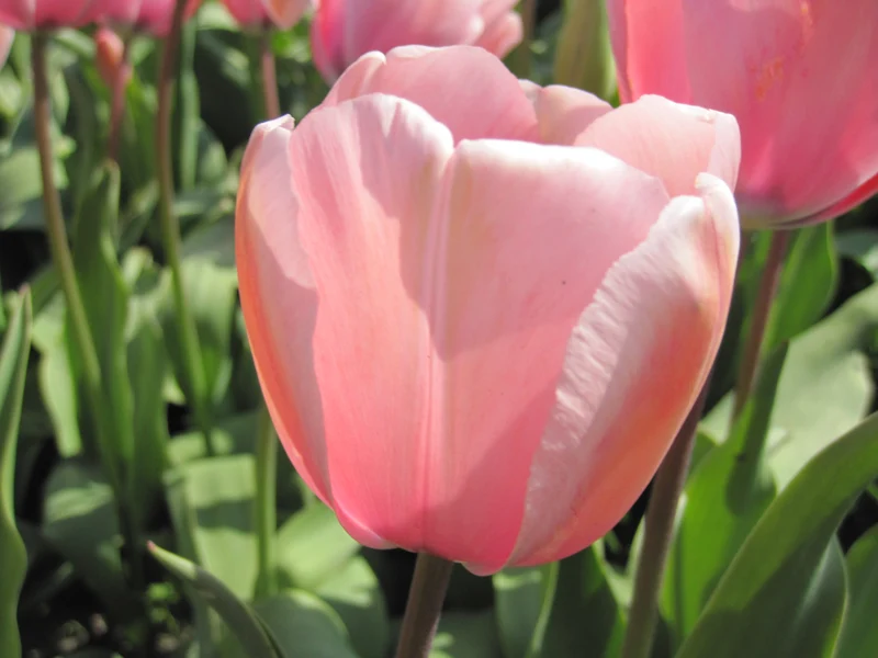 Bulbes de fleurs Non-Traité Tulipe Salmon Impression® calibre 12/+ (1038300) pour particuliers