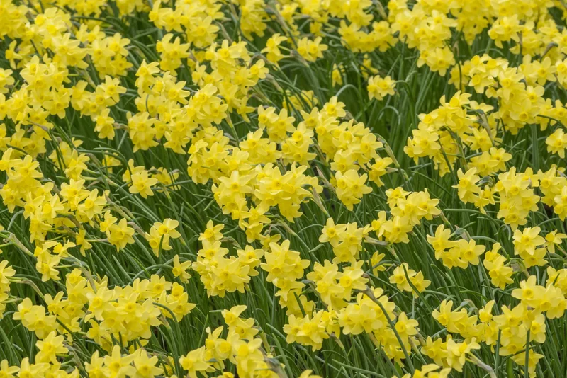 Bulbes de fleurs Non-Traité Narcissus Sabrosa calibre z8/+ (2027500) pour particuliers