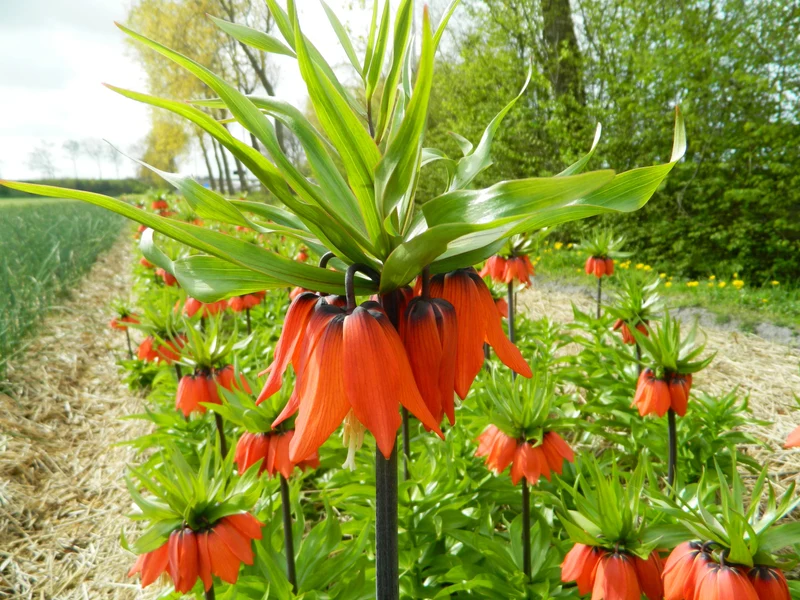 Bulbes de fleurs Non-Traité Fritillaria imperialis Rubra calibre 24/+ (3601500) pour particuliers