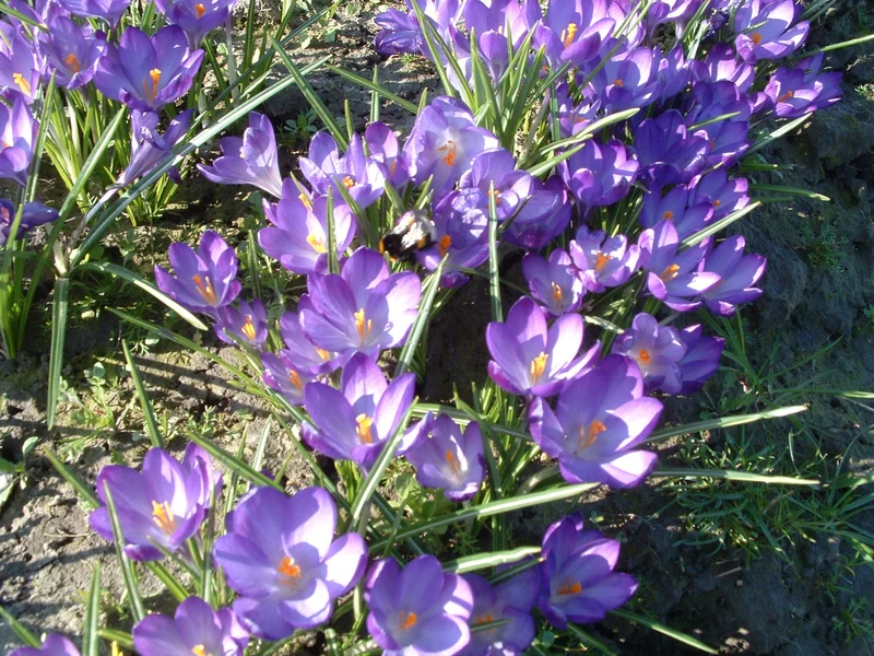 Bulbes de fleurs Non-Traité Crocus tommasinianus Ruby Giant calibre 5/+ (2501400) pour particuliers