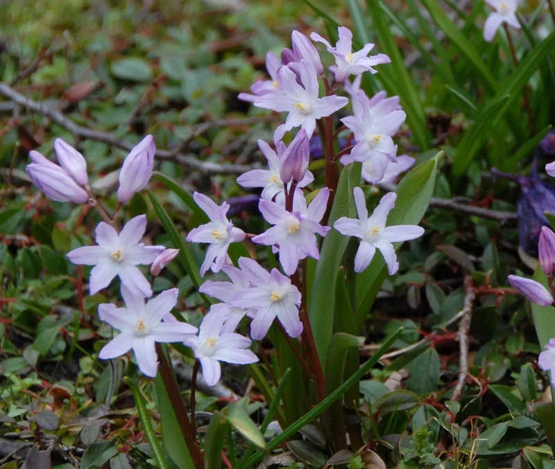 Bulbes de fleurs Non-Traité Chionodoxa forbesii Rosea calibre 5/+ (3400200) pour particuliers