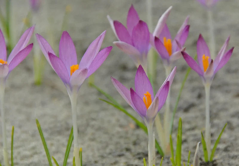 Bulbes de fleurs Non-Traité Crocus tommasinianus Roseus calibre 5/+ (2503000) pour particuliers