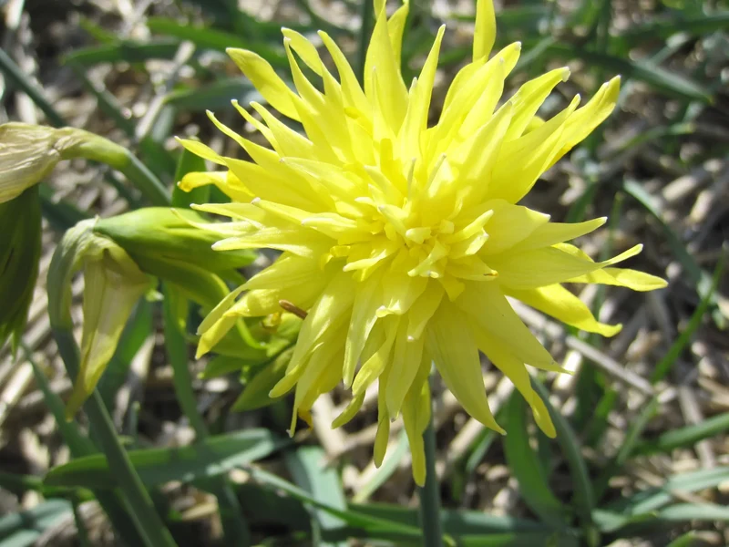 Bulbes de fleurs Non-Traité Narcissus Rip van Winkle calibre z10/+ (2023110) pour particuliers