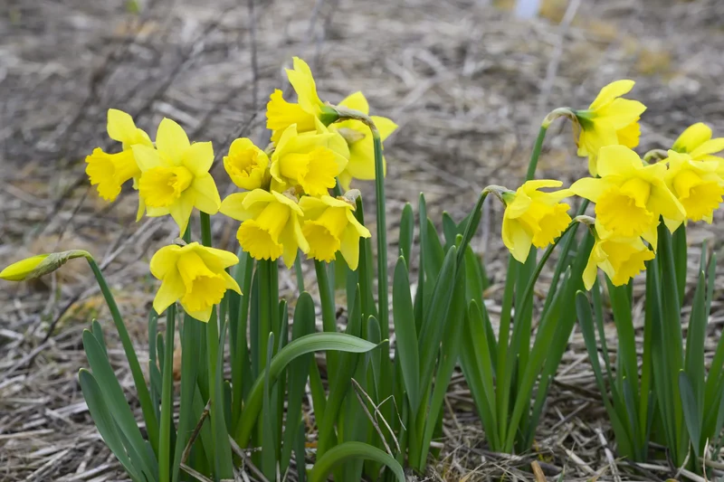 Bulbes de fleurs Non-Traité Narcissus Rijnveld's Early Sensation calibre z12/14 (2034900) pour particuliers