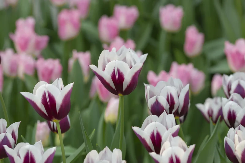 Bulbes de fleurs Non-Traité Tulipe Rimini calibre 12/+ (1050400) pour particuliers