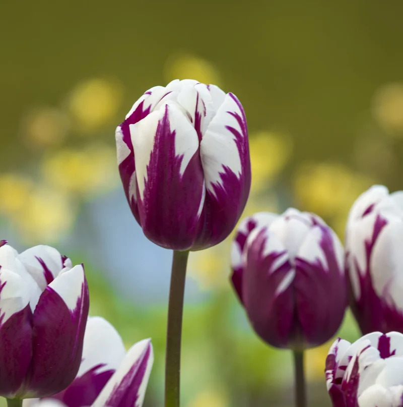 Bulbes de fleurs Non-Traité Tulipe Rems Favourite® calibre 12/+ (1014100) pour particuliers