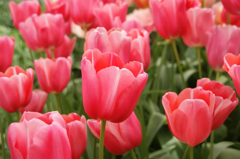 Bulbes de fleurs Non-Traité Tulipe Renown calibre 12/+ (1029000) pour particuliers
