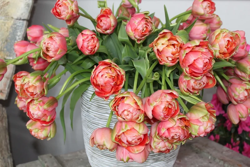 Bulbes de fleurs Non-Traité Tulipe Renown Unique calibre 11/12 (1052610) pour particuliers