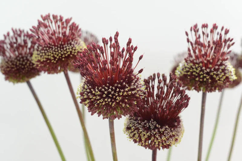 Bulbes de fleurs Non-Traité Allium ampeloprasum Red Mohican® calibre 10+ (3113500) pour particuliers