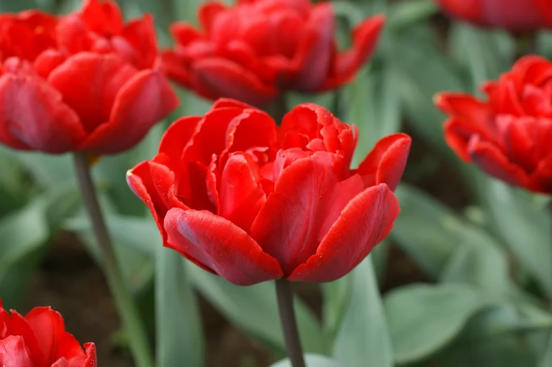 Bulbes de fleurs Non-Traité Tulipe Red Princess calibre 12/+ (1013900) pour particuliers
