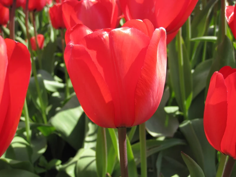 Bulbes de fleurs Non-Traité Tulipe Red Impression® calibre 12/+ (1022900) pour particuliers